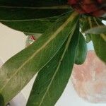 Protea caffra Leaf