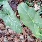 Arum italicumLeaf