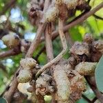 Anredera cordifolia Owoc