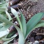 Haemanthus albiflosBlad