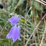 Campanula baumgartenii