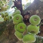 Ficus auriculata Fruit