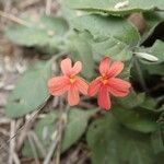 Crossandra massaica Flower