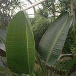 Strelitzia nicolai Hoja
