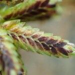 Cyperus fuscus ഫലം
