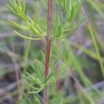 Hypericum hyssopifolium Лист