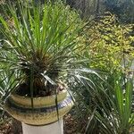 Yucca flaccida Fulla