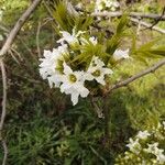 Xanthoceras sorbifolium Žiedas