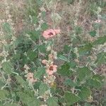 Sphaeralcea bonariensis Flower