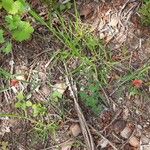 Lathyrus sphaericusFlower