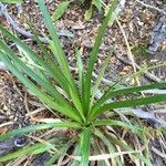 Eryngium paniculatum ശീലം