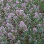 Trifolium arvense Blüte