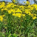 Senecio squalidus Mosusu