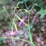 Prenanthes purpurea फूल