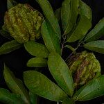Carpotroche brasiliensis Blad