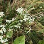 Galium boreale Leaf