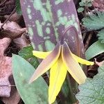 Erythronium americanum Foglia