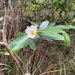 Gordonia axillaris Квітка