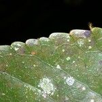 Casearia corymbosa Blad