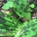 Scoliopus bigelovii Hoja