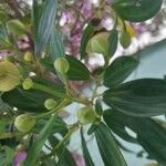 Tibouchina mutabilis Folio