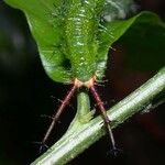 Adelia triloba Bark