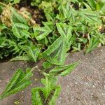 Persicaria capitata Habit