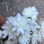 Deutzia crenata Цветок