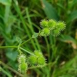 Sanicula canadensis Fruit