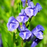 Scutellaria baicalensis Flor