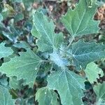 Chenopodium quinoaЛисток