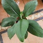 Spathiphyllum wendlandii Hoja