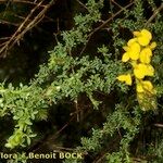 Adenocarpus foliolosus অন্যান্য