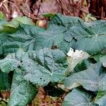 Tilia tomentosa Arall