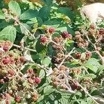 Rubus questieri Frukt