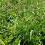 Scirpus sylvaticus Habit