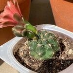 Gymnocalycium baldianum Outro