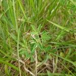 Chamaecytisus ratisbonensis Blatt