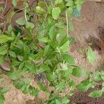 Mentha arvensis Habit