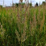 Calamagrostis canescens Blüte