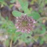 Trifolium hirtum Kukka