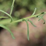 Layia platyglossa Hoja