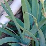 Iris pallida Leaf