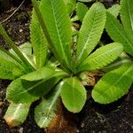 Primula denticulata Leaf