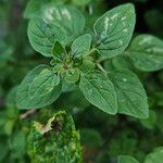 Origanum vulgare Blad