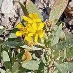 Helianthemum squamatum Flor