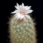 Escobaria tuberculosa 花