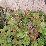 Heuchera sanguinea Hábito