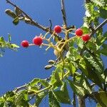 Cyphostemma hypoleucum Fruit