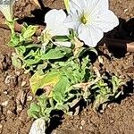 Petunia axillaris Blomst